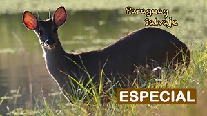 Las lagunas temporales del Chaco Seco, son verdaderos oásis en medio de esta semiárida ecorregión, ¡mirá!💚 | Paraguay Salvaje