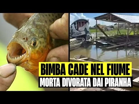 BREAKING NEWS: A TWO-YEAR-OLD GIRL FALLS INTO A RIVER AND IS DEVOURED BY PIRANHAS: THE TRAGEDY UN...