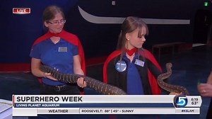 17K views · 26 reactions | What do Armadillos, Pythons, and Parrots all have in common? All three have some sort of superhero quality! This morning Brittany Copeland was live at the Living Planet Aquarium for Superhero week. Check it out, here: | KSL 5 TV | Facebook