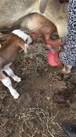 cow milking