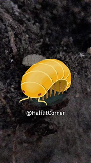 Elumoides Sp. #isopods #isopod #invertebrates #bug #insects #insect #elumoides #halflitcorner