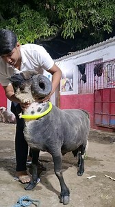 5.9K views · 10K reactions | #Asif_std #stargoatsfarm 88798 09944 #reelinstagram #reelkarofeelkaro #reelsviral #reeducacaoalimentar #réel #instareels #instagramreels #reeltoreel | Asif Std Shaikh | Facebook