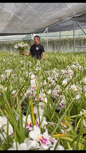 33K views · 2K reactions | Miltoniopsis phalaenopsis ✨•#miltoniopsis #miltoniopsisorchid #miltoniopsisphalaenopsis #miltoniopsisorchids #orchids #orchidlove #orchidee #orchidea #orchidslovers #orchidée #orchidsofinstagram #orchidées #orchidflower #plant #plantas #plantlife #plantsmakepeoplehappy #plantlover #plants #plantlove #ecuagenera #americanorchidsociety | Ecuagenera Orquideas Del Ecuador | Facebook