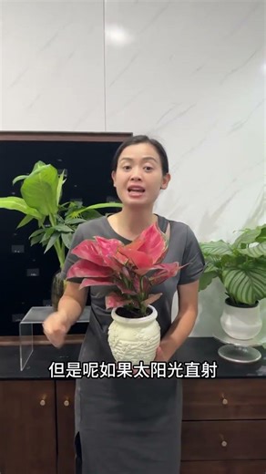 How to grow Jili Red to keep its leaves shiny emerald green and red all year round Here ar