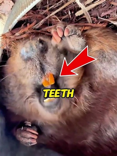 The Secret Power Of A Beaver's Orange Teeth!#Beavers #CuteAnimals