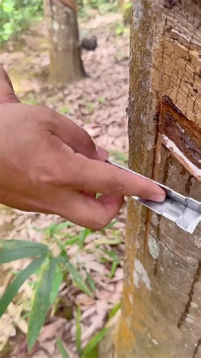 The method of cutting rubber without a rubber line#GlueCutting #GlueCuttingKnife #YangLianAshun