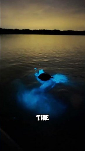 The Secret Behind the Glowing Blue Beach