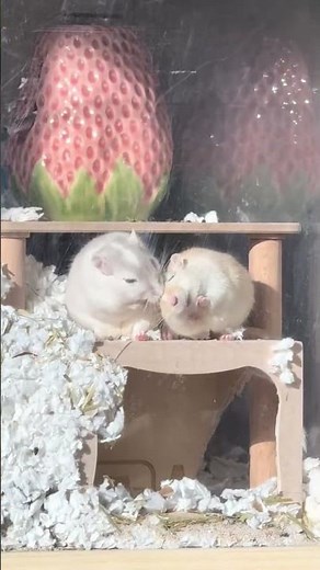 Cute Hamster Compilation 🐹