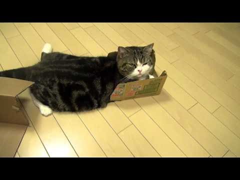 いろいろな箱とねこ２。-Many boxes and Maru2.-