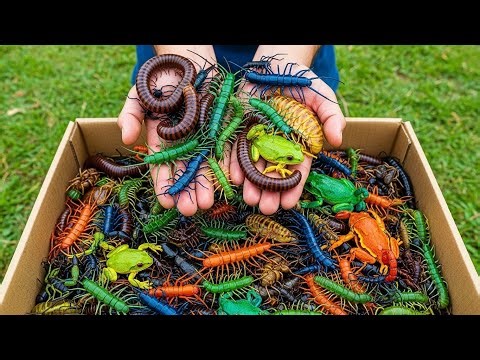 Man Catching Insects and Colorful Forest Animals | Lizards, Frogs, Snakes & More