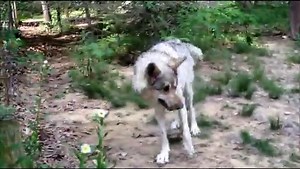 FIGHT!! Wolf vs. German Shepherd