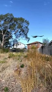 40K views · 184 reactions | Bonorong Wildlife Sanctuary on Reels | Facebook