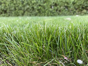 What can I do to rid my lawn of red thread fungal disease? Ask an expert