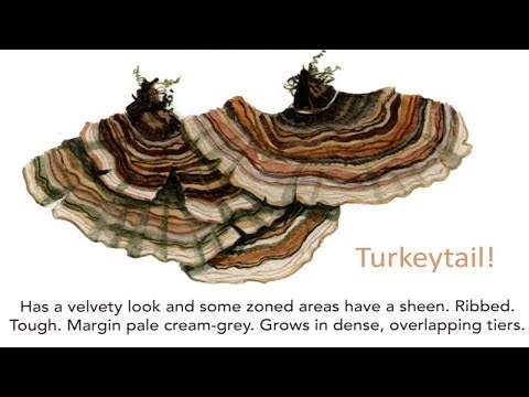 DaveMitchArt Painting the colourful Turkeytail #Watercolor #Painting #relaxing #mushrooms # fungi