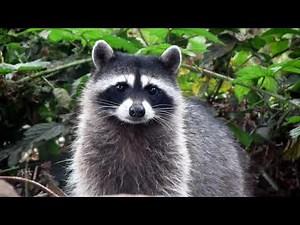 1 Hour Raccoon Sound Effect