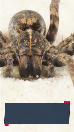 The largest Spider in the world - Goliath Birdeater Tarantula !!!