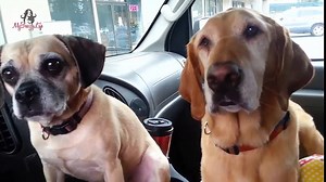 Cooper loves ice cream