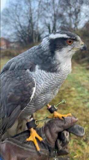 Rocco the Goshawk! #hunting #falconry #goshawk