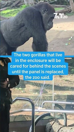 Gorilla at San Diego Zoo cracks layer of glass | NBC 7 San Diego