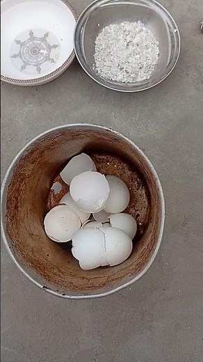 DIY Eggshell Fertilizer for Plants! 🌱 STOP Blossom End Rot & Boost Calcium in Your Garden