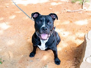 Meet LifeLine Animal Project's Pets of the Week