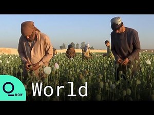 Afghan Farmers Start Opium Harvest Despite Taliban Warnings