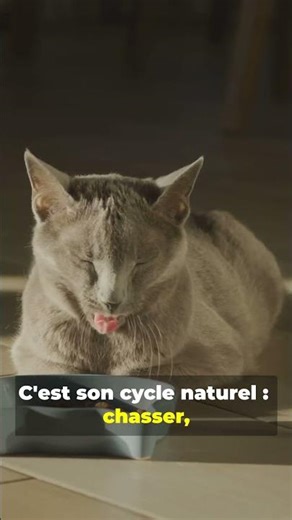 Is your cat clinging to you? Here's the REAL reason #felinebehavior #animals #cats