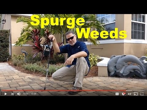 How To Get Rid of Spotted Spurge in Lawn and Landscape