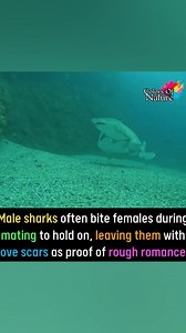 11K views · 311 reactions | Sharks | Colors Of Nature | Facebook