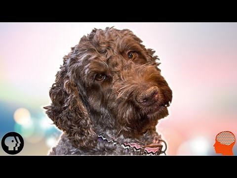 Do Dogs Really Miss Us?
