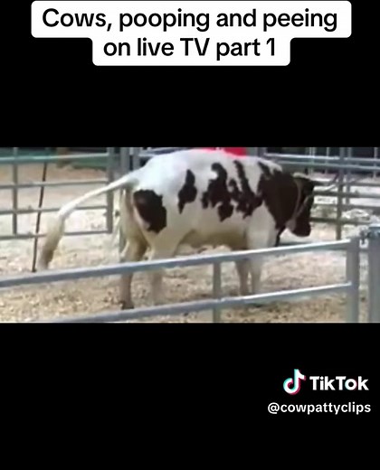 Cow Patty clips on TikTok