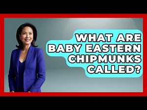 What Are Baby Eastern Chipmunks Called? - The Wild Life Explorer