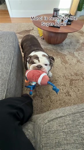 Look at her wiggles 🥹🥹 #bulldogsoftiktok #bulldog #Superbowl #dogtoy #playtime