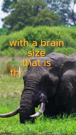 5 Facts About Elephants
