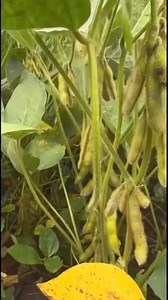 171K views · 1.1K reactions | A Drop in Net Farm Income: Farmers are facing the challenges of rising input costs and lower commodity prices. #agriculture | U.S. Farm Report | Facebook