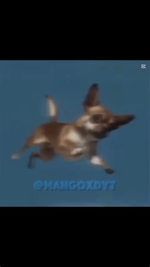 yo quiero taco bell #memes #chihuahua #tacos #humor