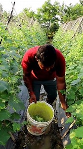 31K views · 195 reactions | Cucumber Harvesting: Hi Friends, The farmer shown in this reel maintained the cucumber field very well. He preferred poly mulching in his field. Here we tried to show how he was harvesting cucumber. #cucumberharvesting #reels #fb #fbreels #agriculture #krishi #kisan #agriculturetechnology #agro #agri #farmer #cucumber #cucumbercultivation #শশা #olericulture #polymulching | 1 Min Agriculture | Facebook