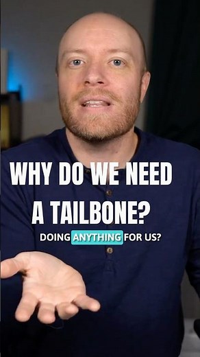 Why do you need a tailbone?