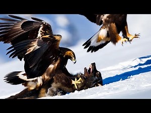 Golden Eagle’s Epic Hunts in 4K – Wolves, Foxes, Snakes and More!
