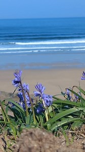 56K views · 3.4K reactions | Blue sea and bluebells and buzzy bees for your 10am check in at Fistral beach where the surf is pumping. https://buymeacoffee.com/jfkuc3t8ce Copyright Maid in Newquay 2025 All rights reserved | Maid in Newquay | Facebook