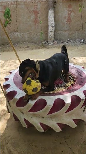 #rottweiler #rottfun #viraldog ms dog 🐕 boarding house 🏠 🐶#shorts