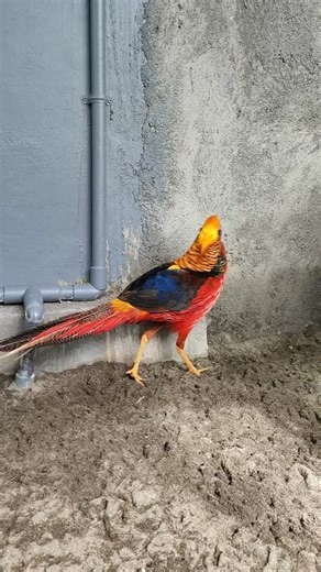 7.4K views · 257 reactions | Inspiration from the Phoenix bird #bird #ayamhias #pheasant #birdlover #exoticbird #reels | Progo Farm | Facebook