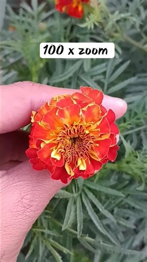 red and yellow colour flower #flowers #zooming #trending #youtubeshorts #shorts