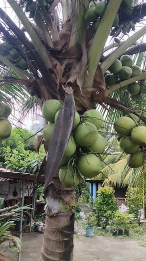 🌴 Discover the big benefits of dwarf coconuts—fast fruiting, easy to manage, and perfect for profitable farming! 🌱 Dwarf coconuts: mabilis lumago, mas madaling alagaan, mas maagang ani! 💚 Small in size, big in benefits—dwarf coconut is the smart choice for every grower! | GIEMEL’s Quality Dwarf C0c0nut Seedlings