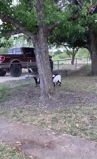 Hilarious Fainting Goat Moments | Funny Pet Stories