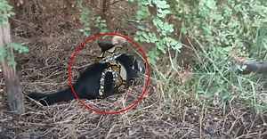 വളർത്തു പൂച്ചയെ വരിഞ്ഞുമുറുക്കിയത് പെരുമ്പാമ്പ്; പോർഷെയ്ക്ക് ഇത് പുതുജീവൻ,വിഡിയോ!