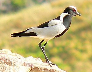 Blacksmith lapwing - Alchetron, The Free Social Encyclopedia