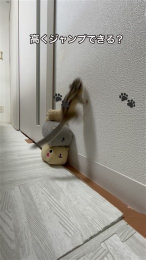 しまりす麦🐿NAPBIZ公式ブロガー@SAPPORO🇯🇵 | 一定のリズムを刻むリス🐿️ #シマリスのいる暮らし #シマリス #小動物 #おもしろ動画 #chipmunk #squirrel #petstagram #smallanimal | Instagram