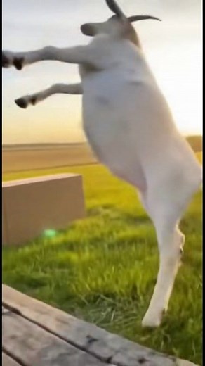 From Goat with love!!  Happy birthday #birthdaycelebration #birthday #celebration | Birthday Dude | Facebook