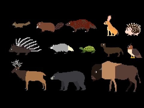 North American Forest Mammals 2 - ‪@TheKidsPictureShow‬